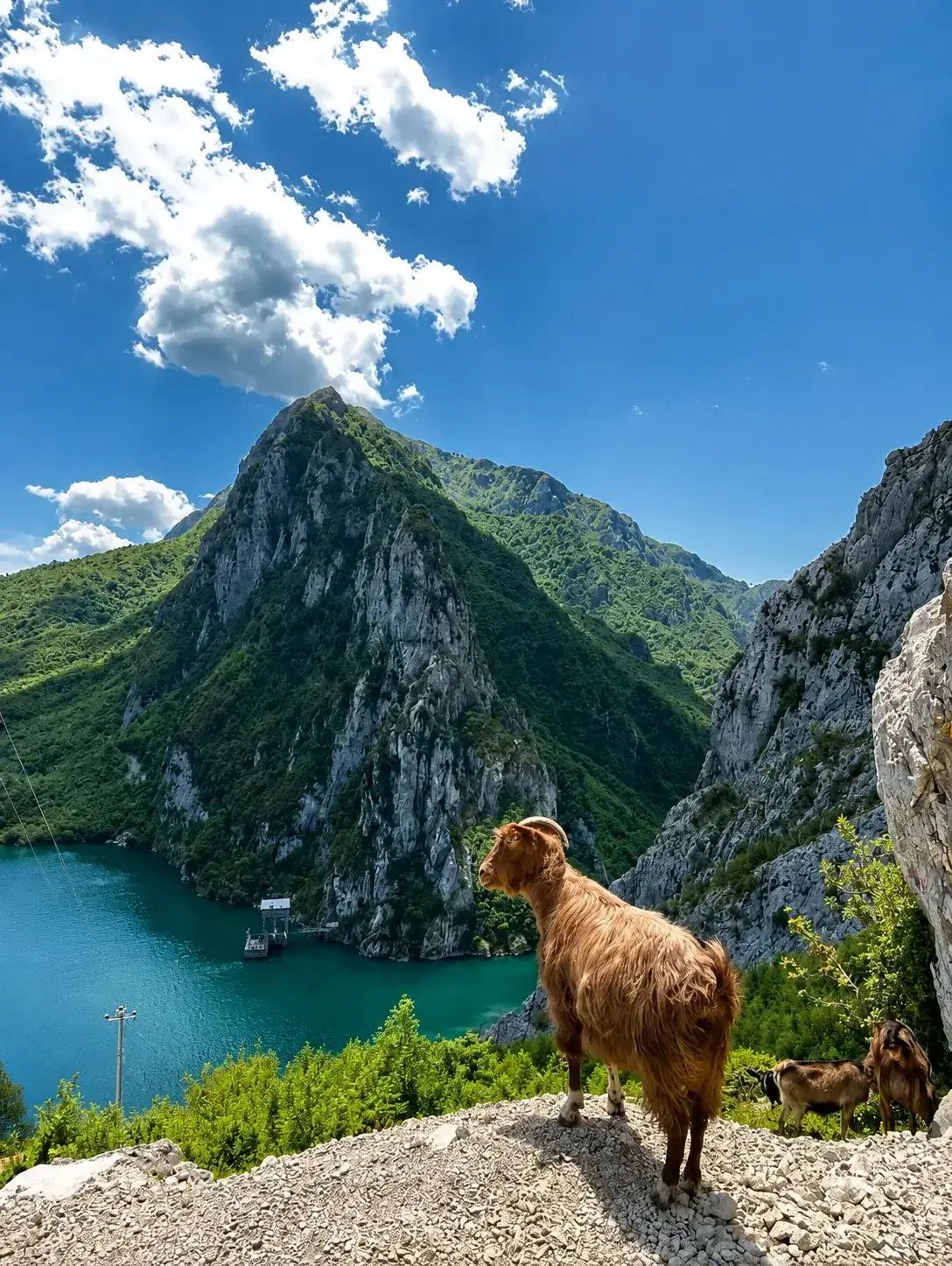 A mountain goat on a rocky outcrop above the limestone walls of Bovilla Canyon, with the green river and Mount Gamti behind.