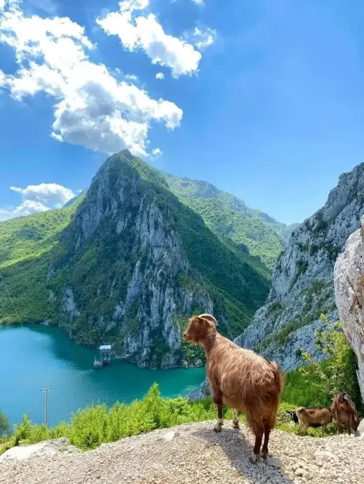 A mountain goat stands on a rocky outcrop above Lake Bovilla's turquoise waters, with the limestone peak of Mount Gamti rising in the distance.
